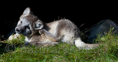 BB 11 0347 / Vulpes lagopus / Fjellrev